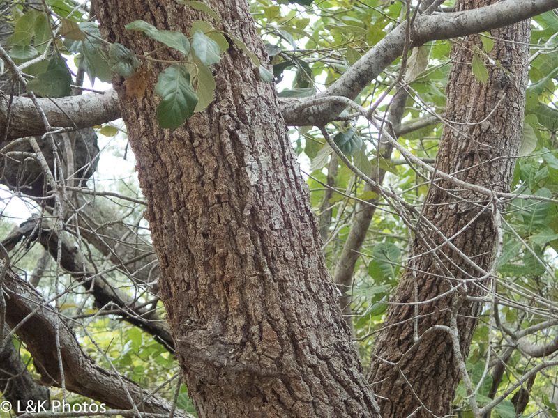 Quercus oleoides, photographed by lallen