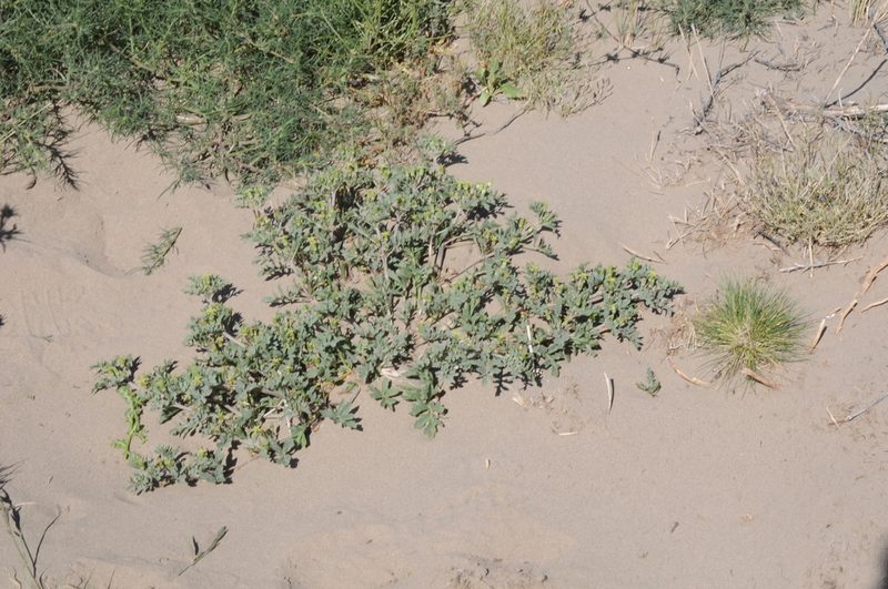 Jaborosa reflexa, photographed by aacocucci