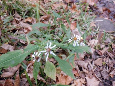Symphyotrichum prenanthoides, photographed by Eric Schmidt
