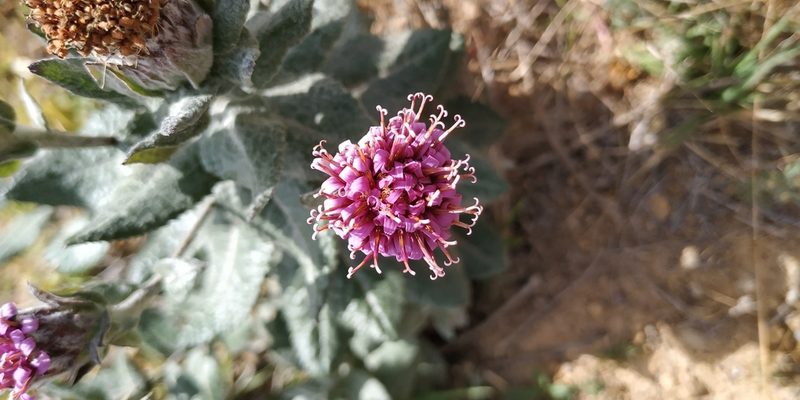 Acourtia tomentosa, photographed by Tereso Hernández Morales