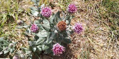 Acourtia tomentosa, photographed by Tereso Hernández Morales