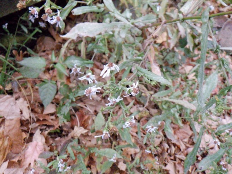 Symphyotrichum prenanthoides, photographed by Eric Schmidt