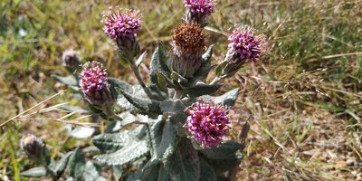 Acourtia tomentosa, photographed by Tereso Hernández Morales