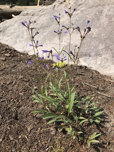 Penstemon gracilentus, photographed by marek