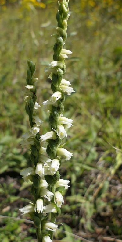 Spiranthes casei, photographed by christine123