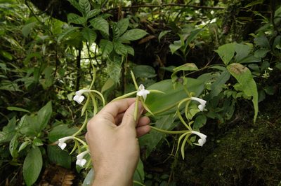 Epidendrum lacustre, photographed by Eric Knight