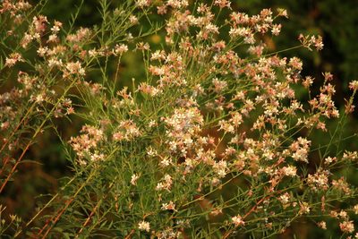 Oenothera demareei, photographed by mayfly1963
