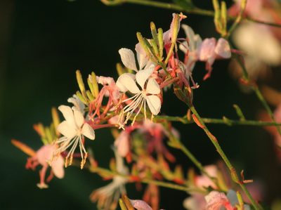 Oenothera demareei, photographed by mayfly1963