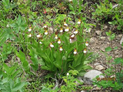Cypripedium montanum, photographed by John W. Hancock