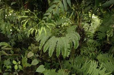 Sticherus pteridellus, photographed by Eric Knight