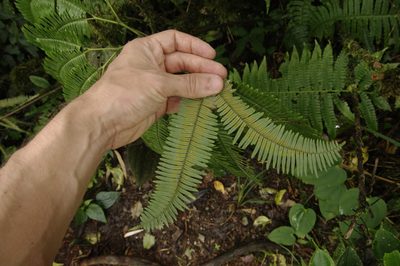 Sticherus pteridellus, photographed by Eric Knight