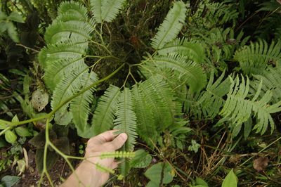 Sticherus pteridellus, photographed by Eric Knight