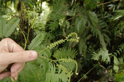 Sticherus pteridellus, photographed by Eric Knight