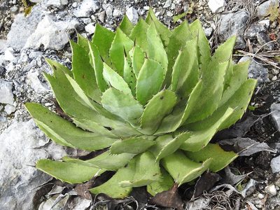 Agave chiapensis, photographed by Neptalí Ramírez Marcial