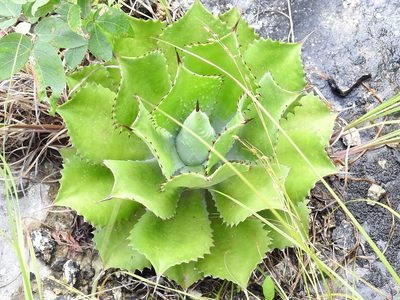 Agave congesta, photographed by Neptalí Ramírez Marcial