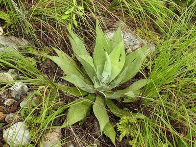 Agave hiemiflora, photographed by Neptalí Ramírez Marcial