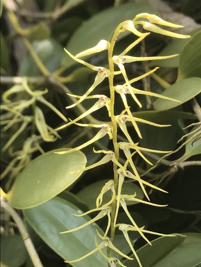Stelis sclerophylla, photographed by Nicolás Baresch Uribe