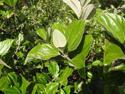 Sinclairia discolor, photographed by Neptalí Ramírez Marcial