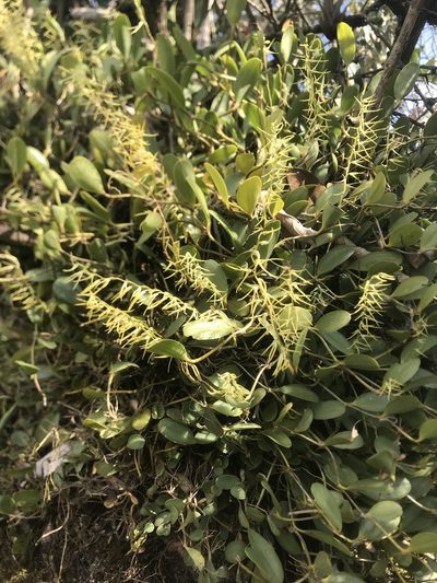 Stelis sclerophylla, photographed by Nicolás Baresch Uribe