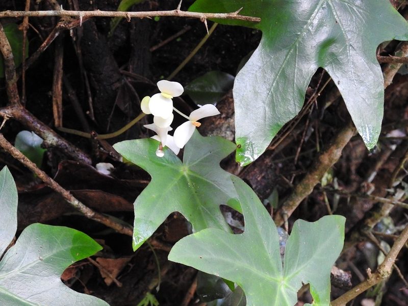 Begonia corzoensis, photographed by Neptalí Ramírez Marcial