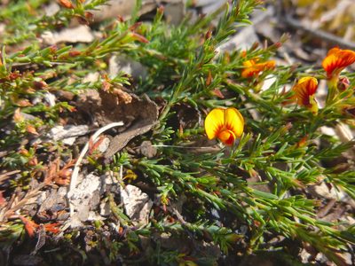 Eutaxia microphylla, photographed by Kiri Bee
