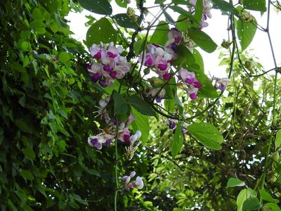 Ramirezella penduliflora, photographed by Neptalí Ramírez Marcial