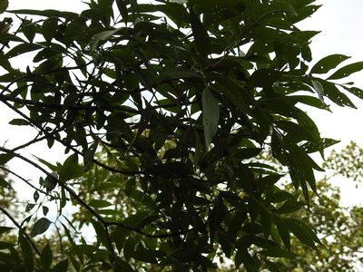 Fraxinus purpusii, photographed by Neptalí Ramírez Marcial