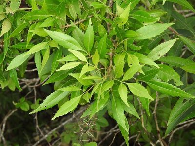 Fraxinus purpusii, photographed by Neptalí Ramírez Marcial