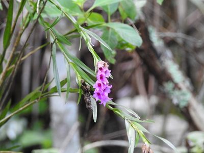 Isochilus major, photographed by Neptalí Ramírez Marcial