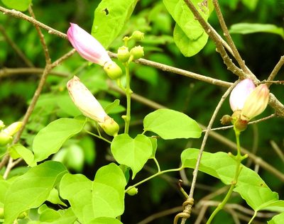Amphilophium paniculatum, photographed by Francisco Farriols Sarabia