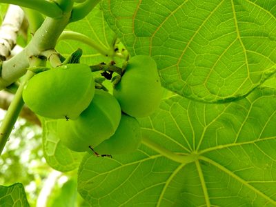 Jatropha peltata, photographed by Francisco Farriols Sarabia