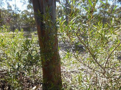 Eremophila deserti, photographed by Kiri Bee
