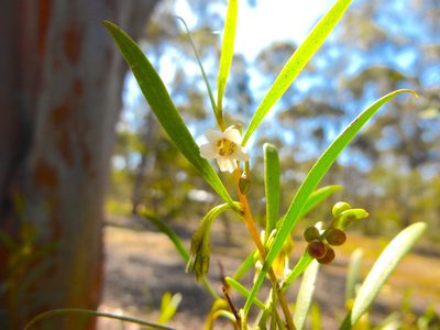 Eremophila deserti, photographed by Kiri Bee