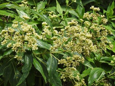 Desmanthodium perfoliatum, photographed by Neptalí Ramírez Marcial