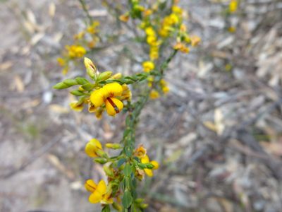 Eutaxia diffusa, photographed by Kiri Bee