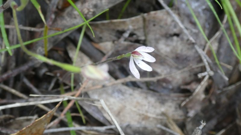Caladenia prolata, photographed by Rosalie Lawrence