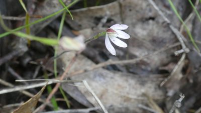 Caladenia prolata, photographed by Rosalie Lawrence
