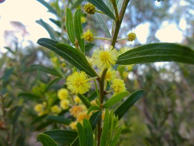 Acacia rostriformis, photographed by Kiri Bee