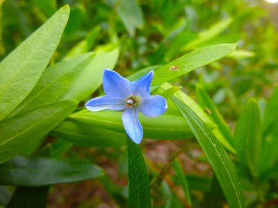 Billardiera fusiformis, photographed by Kiri Bee