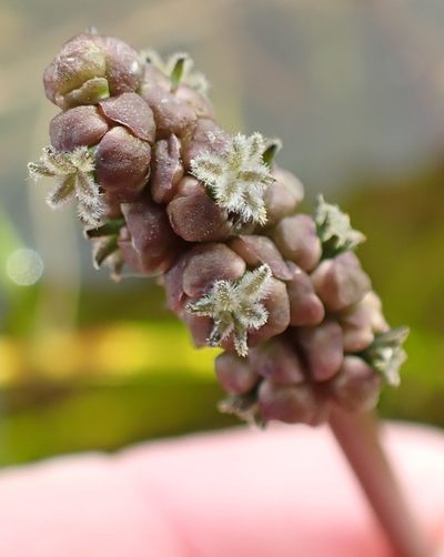 Cycnogeton alcockiae, photographed by corunastylis