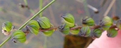 Cycnogeton alcockiae, photographed by corunastylis