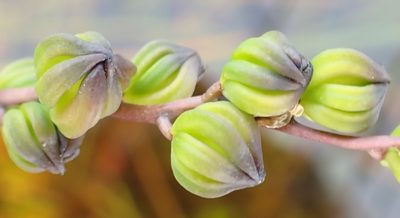 Cycnogeton alcockiae, photographed by corunastylis