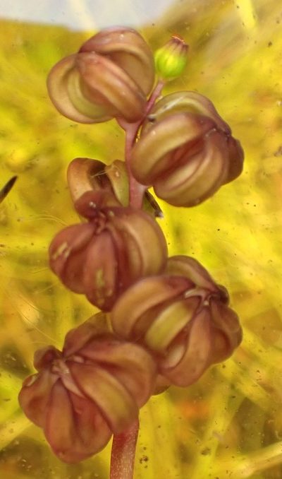 Cycnogeton alcockiae, photographed by corunastylis