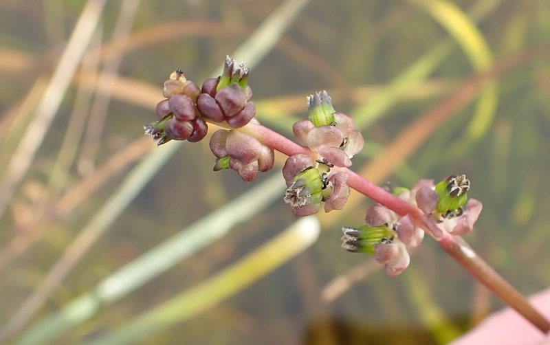 Cycnogeton alcockiae, photographed by corunastylis