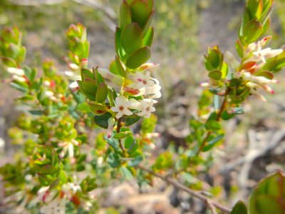 Brachyloma daphnoides, photographed by Kiri Bee