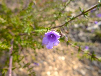 Prostanthera decussata, photographed by Kiri Bee