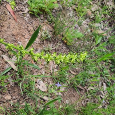 Acaena echinata, photographed by Claudia Schipp