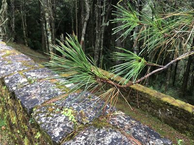 Pinus taiwanensis, photographed by Cheng-Tao Lin
