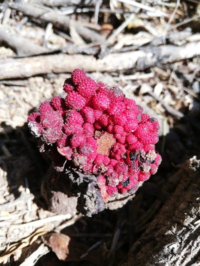 Sarcophyte sanguinea, photographed by Christiaan Viljoen