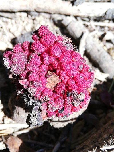 Sarcophyte sanguinea, photographed by Christiaan Viljoen